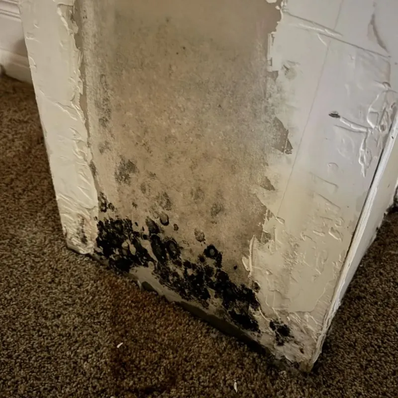 Professional Mold Removal in Aberdeen, MS